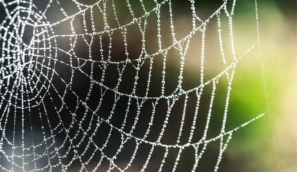 Rightsizing to keep from Feeling stuck spider web