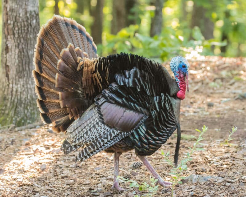 Thanksgiving Day trukey trots in North Dallas Suburbs