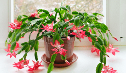 Christmas Cactus