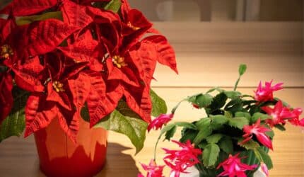 Add Holiday Cheer with Poinsettias and Christmas Cactus: Easy Tips Poinsettias and Christmas Cactus