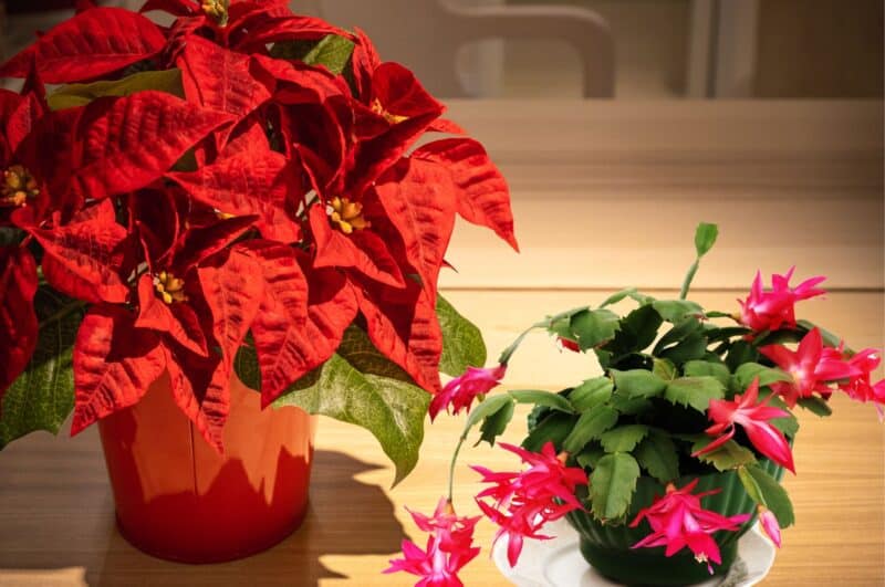 Add Holiday Cheer with Poinsettias and Christmas Cactus: Easy Tips Poinsettias and Christmas Cactus