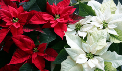 Poinsettias are commonly red or white, but sometimes pink,